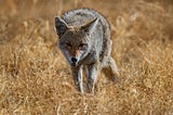 Fascinating Facts About Coyotes