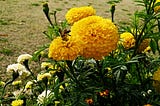A bunch of yellow chrysanthemums with shorter white blooms