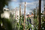 Farms of the future: A Paris rooftop at the heart of an urban revolution