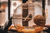 A bird trapped in a cage