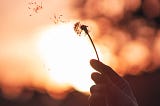 Person at sunset holding a dandelion with petals flying away in the breeze