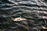 The Fish Who Prayed for Rain