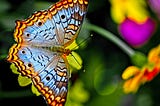 Multi-colored butterfly  highlighted with pastel blues, orange and black stripes along its outer wings. Beautiful!