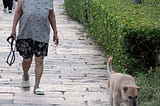 An elderly woman walks down a path. She is holding an empty leash in her hand. A dog runs ahead of her happily sniffing along.