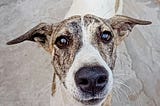 indian dog.
