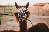 A brown llama looking directly at the camera showing it’s teeth