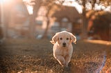 4 Appropriate Ways of Healthcare of a Dog