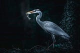 Picture of a great blue heron with a fish in its beak.