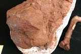 Where does the Karoo’s new dinosaur species fit in?