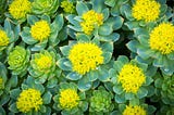 Health Benefits of Rhodiola Rosea Extract for Mental Health.