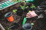 What are the benefits for your gut microbiota of gardening?