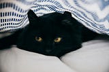 black cat snuggled under a blanket