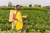 Enhancing Okra Yield and Quality: Leveraging Foliar Fertilizers