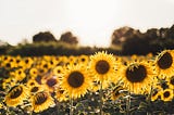 sunflower field