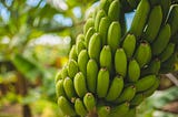 Three Things You Didn’t Know About Bananas