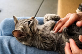 Cat Training and Behaviour: How to Train your cat?