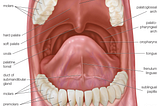 Anatomy of the Oral cavity and salivary glands