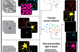 🔬6 impactful applications of AI to the life sciences [new essay]