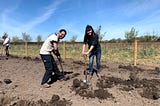 Trees in soil! Volunteer-powered planting at Glazebury
