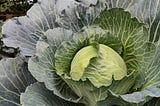 How to grow cabbage