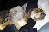 Dogs sleeping