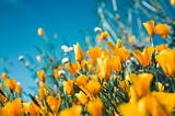 My thoughts* on ACIM Workbook and Lesson 192, July 11, 2025, I Have a Function God Would Have Me…