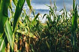 How Climate Change Will Impact Farmland Investment