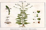 Figure shows a medicinal plant named officinal verbena.