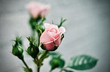 An Awakened Heart