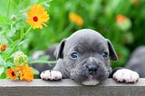 4 astonishing facts about the American bully dog