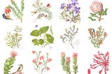 Florilegium — Celebrating Heritage and Beauty of Botanicals