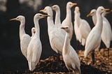 A crowd of egrets standing in shallow water.
