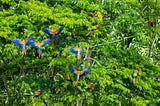 The beautiful Scarlet macaws spread their wings amazon rainforest
