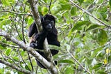 Howler monkey sitting in a tree