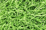 asekonc-1-2-lb-easter-green-grass-green-raffia-grass-super-large-pack-recyclable-paper-shred-for-eas-1