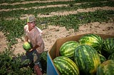 The Last Laugh in a Watermelon Patch