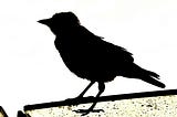 Image of a black crow