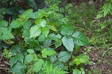 Leaves Of Three, Let Them Be: Tips For A Poison Ivy-Free Summer