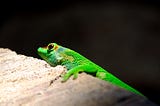 Eyes of the gekko. A bright green gekko close-up, black background.