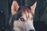 Dog Shedding: How To Fix It?