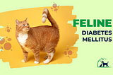 Feline Diabetes: Causes, Symptoms, Diagnosis & Treatment