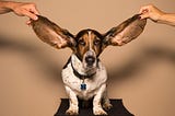 Basset hound with very long ears held up by two human hands