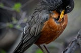 Lessons from Nature: Writing Fables for Kindness and Change