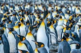 A group of penguins like a group of milennianls and Generation Z