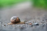 A snail on a road