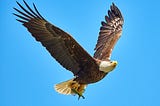 Beautiful flying eagle on a blue background (sky)