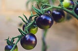 "Unveiling the Health Marvel: The Extraordinary Benefits of Black Tomatoes for Vision, Heart, and…