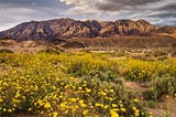 Death Valley in Bloom