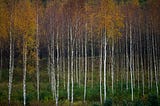 How to harvest birch bark properly
