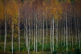 How to harvest birch bark properly